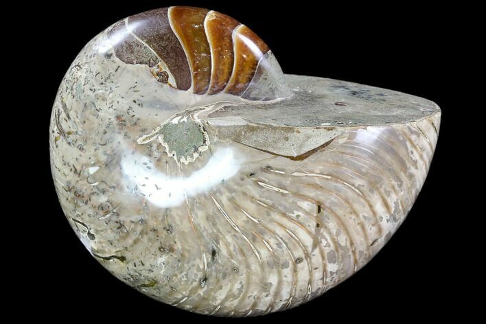 Polished Fossil Nautilus - Madagascar #108222